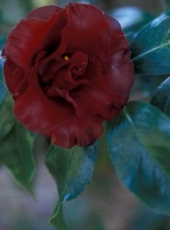 Camellia japonica 'Black Magic'