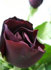 薔薇 黒真珠